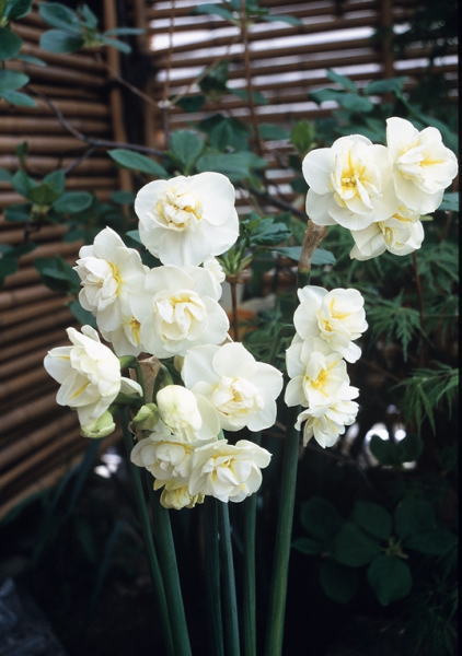 Niitsu-Engei::: ㈱新津園芸 ::花木,果樹,球根の卸し,業者専用 Niitsu-Engei::: ㈱新津園芸 ::花木,果樹,球根の卸し,業者専用