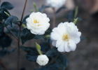 菊花茶