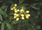 ްсEĶ