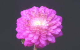 g@|bgcP@ROCOOO|