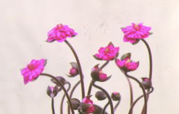 g@@|bgcP@POCOOO|